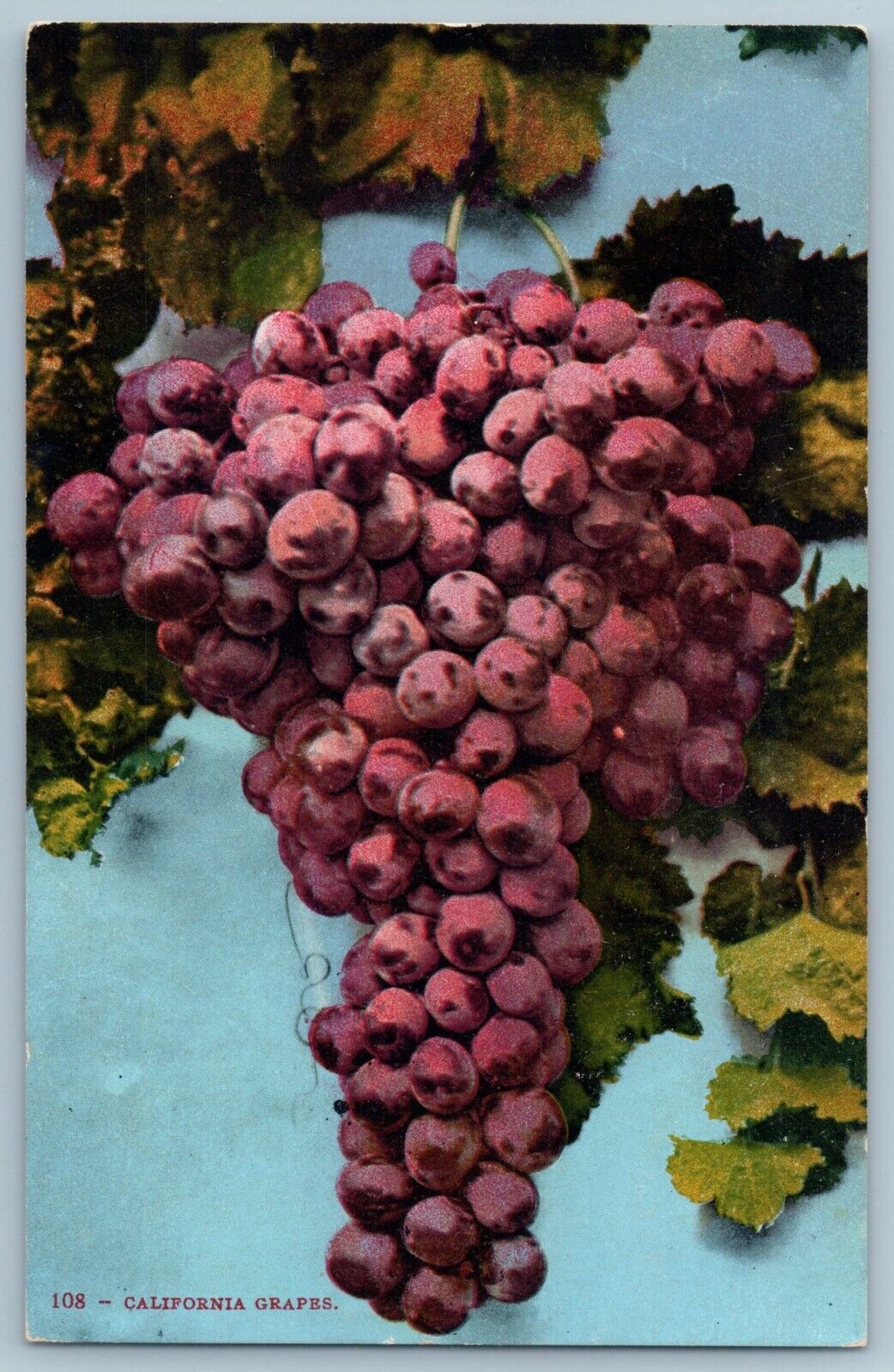 POSTCARD California Grapes Purple Edward H Mitchell