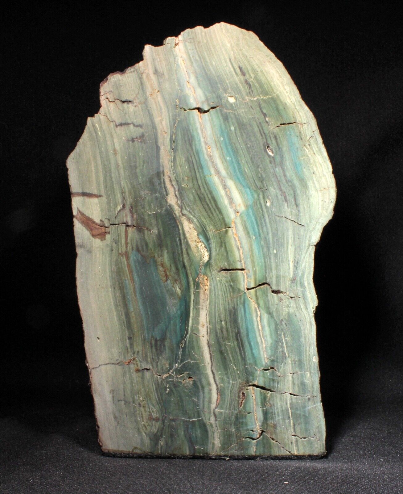 Vibrant Miocene Petrified Bogwood (Green Jasper) from McDermitt, Oregon 12.8 cm