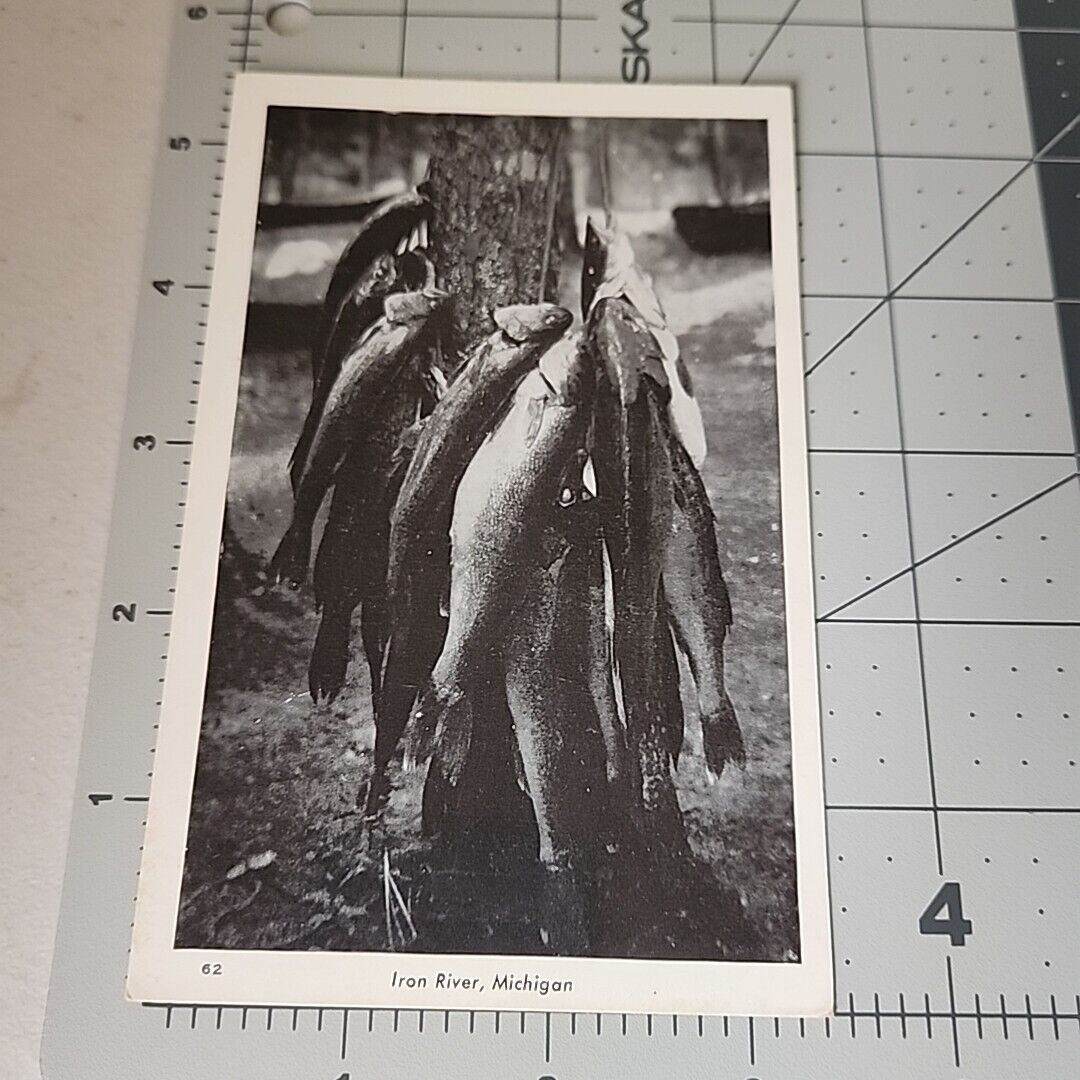 Vintage Postcard - Big Catch Of Fish Iron River Michigan MI Outdoor Sports