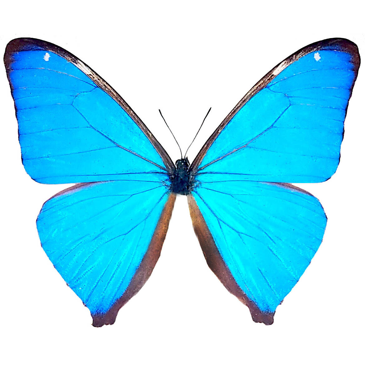 Morpho aega ONE REAL BUTTERFLY BLUE UNMOUNTED WINGS CLOSED