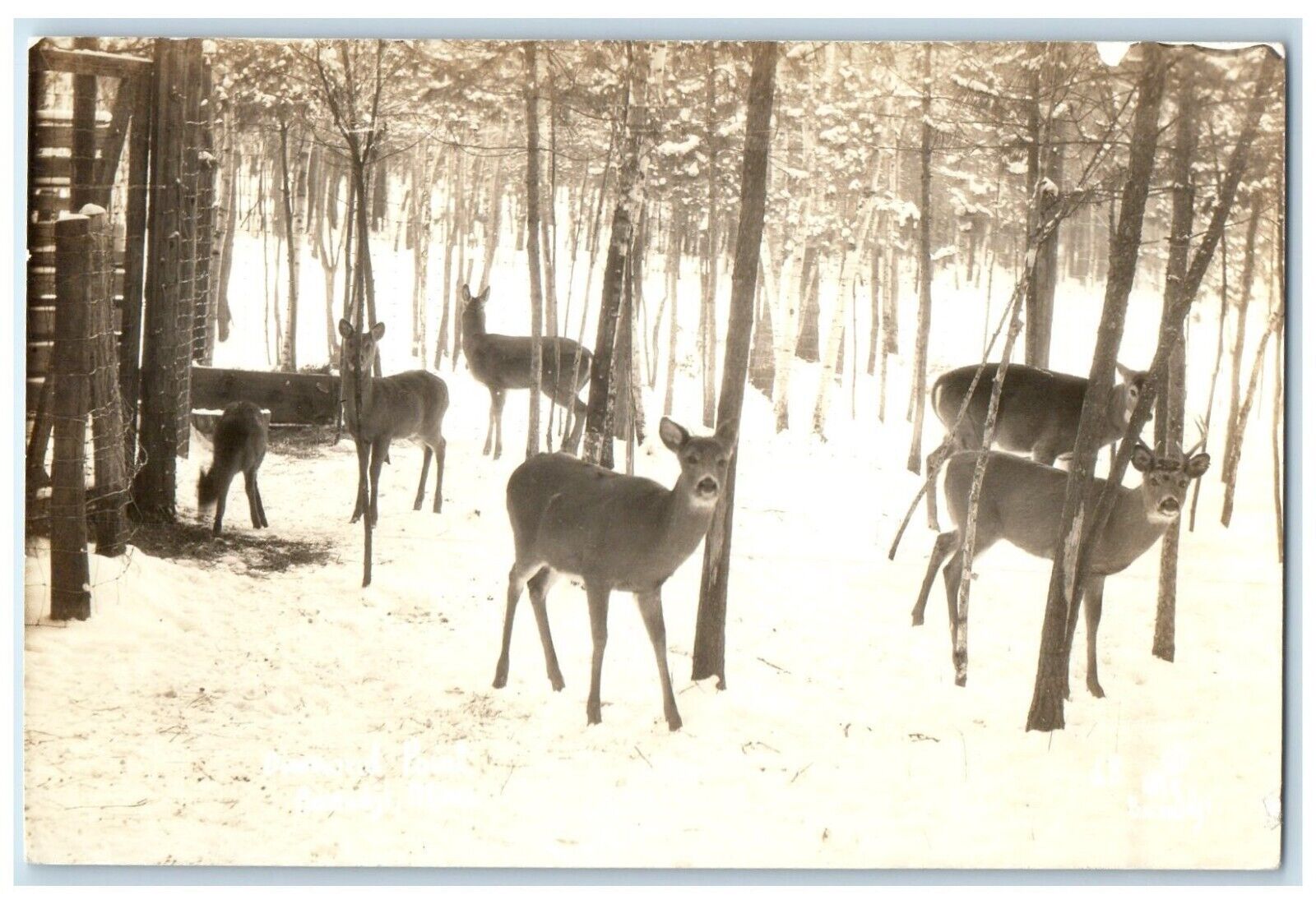 c1940's Diamond Point Bemidji MN Deer Minnesota MN RPPC Photo Postcard