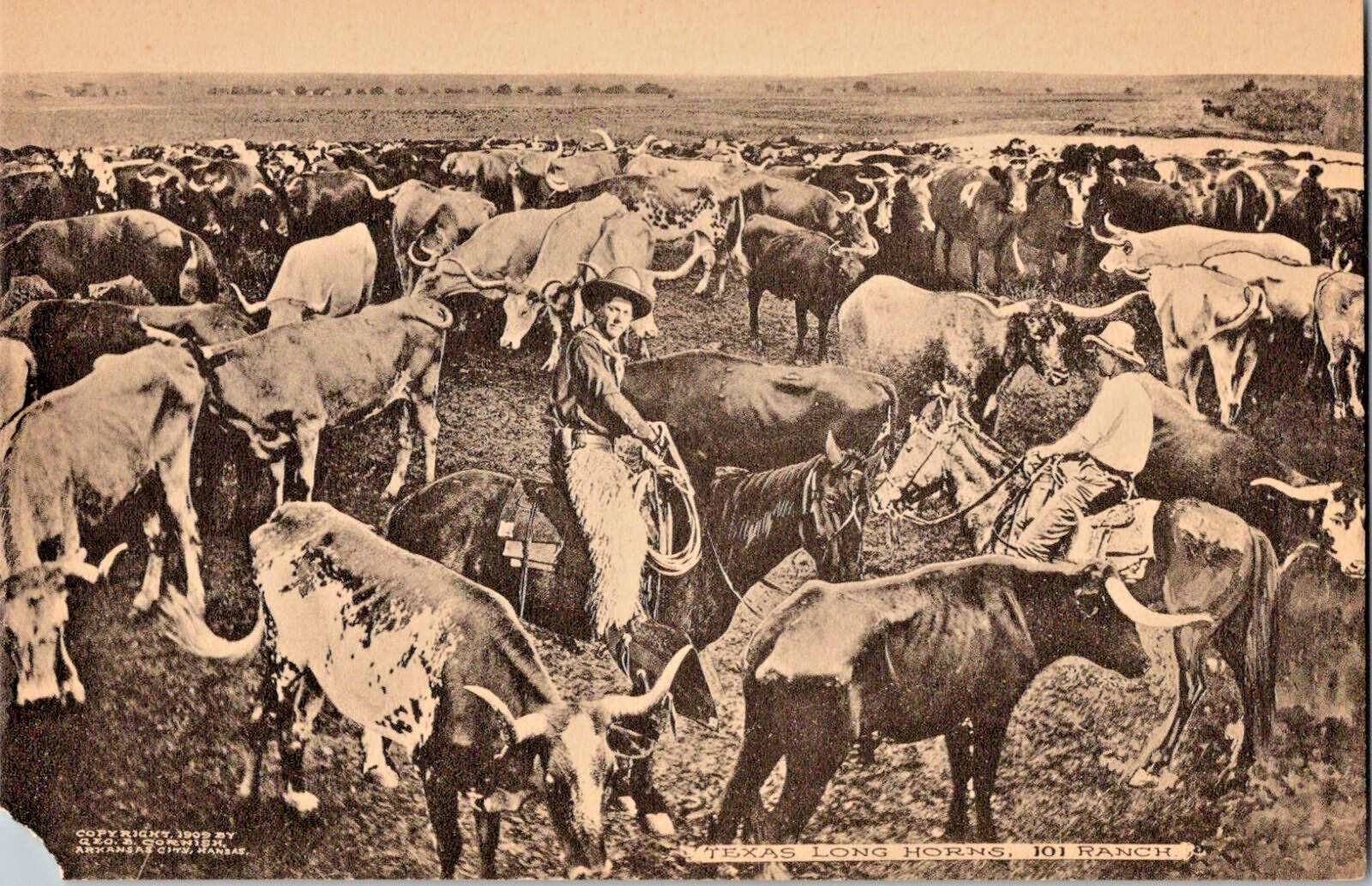 Antique Lithograph Postcard 101 Ranch Texan Long Horns Cows Cattle Cowboy Bliss