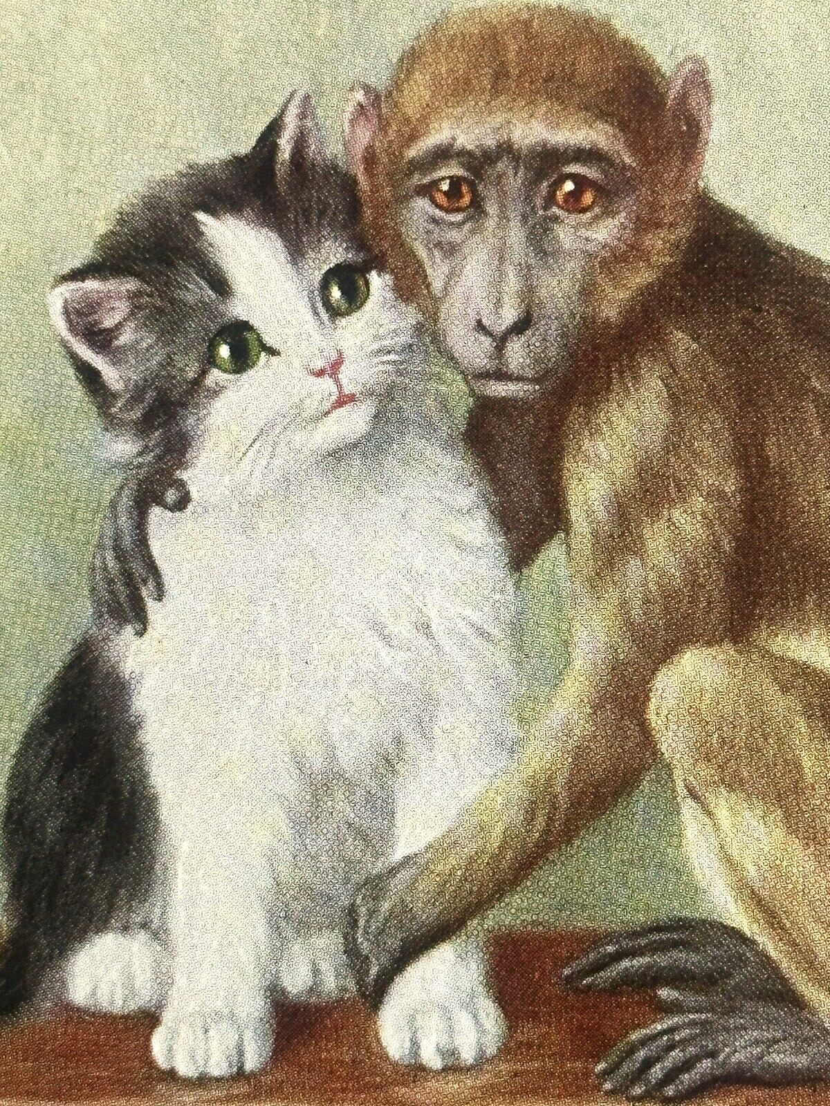 Cat Postcard Monkey Hugs One Kitten White Amber Eyes Watches Tail OGZL Publ