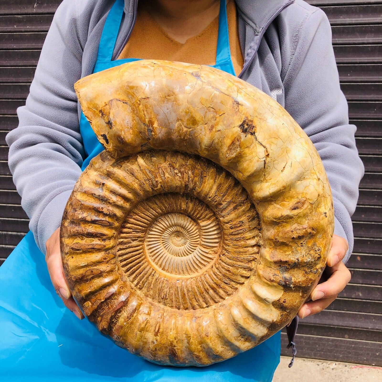 23.76LB TOP Natural Beautiful ammonite fossil conch Crystal specimen heals 1141