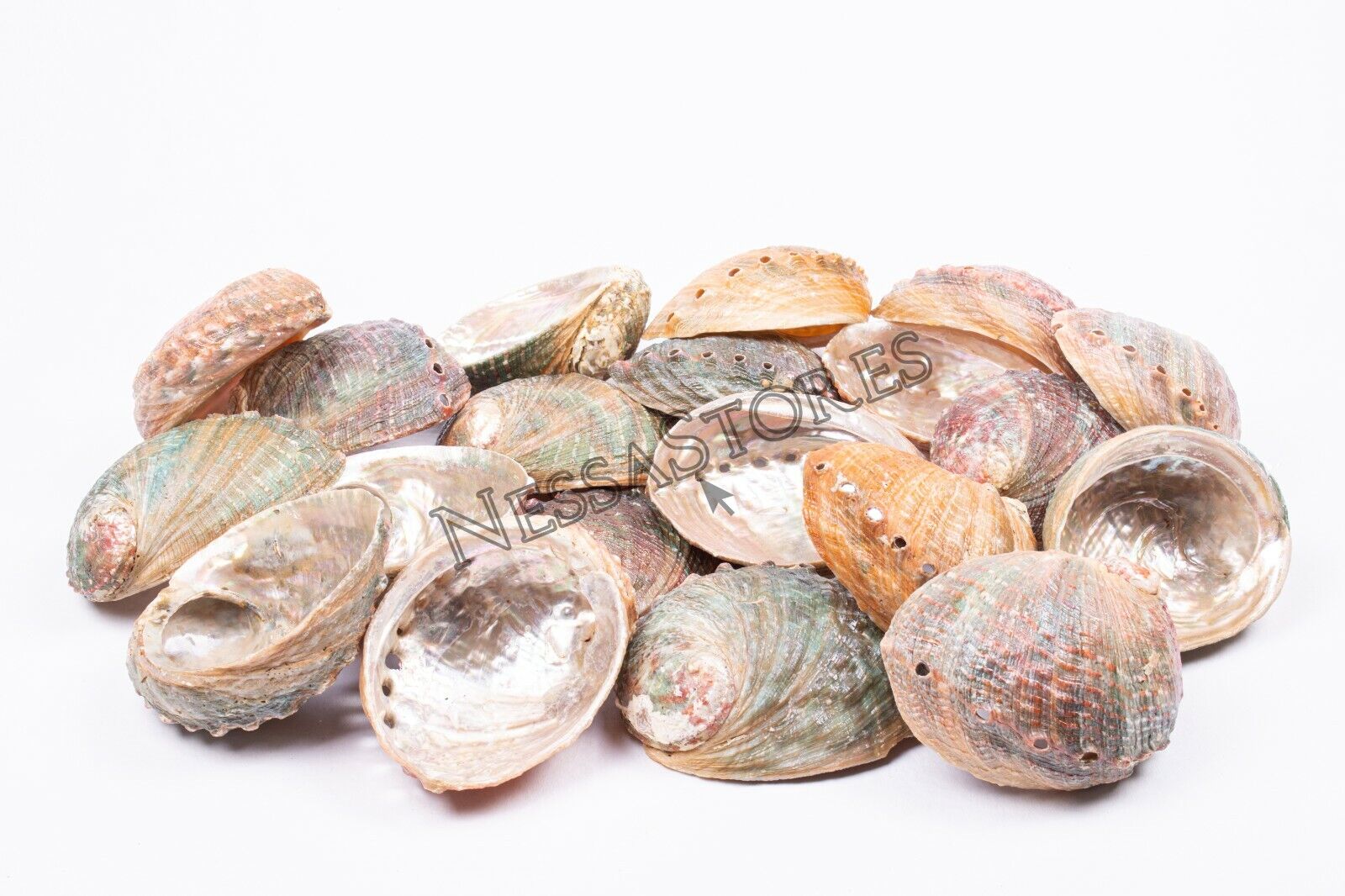 Threaded Abalone Sea Shell One Side Polished Beach Craft 4\