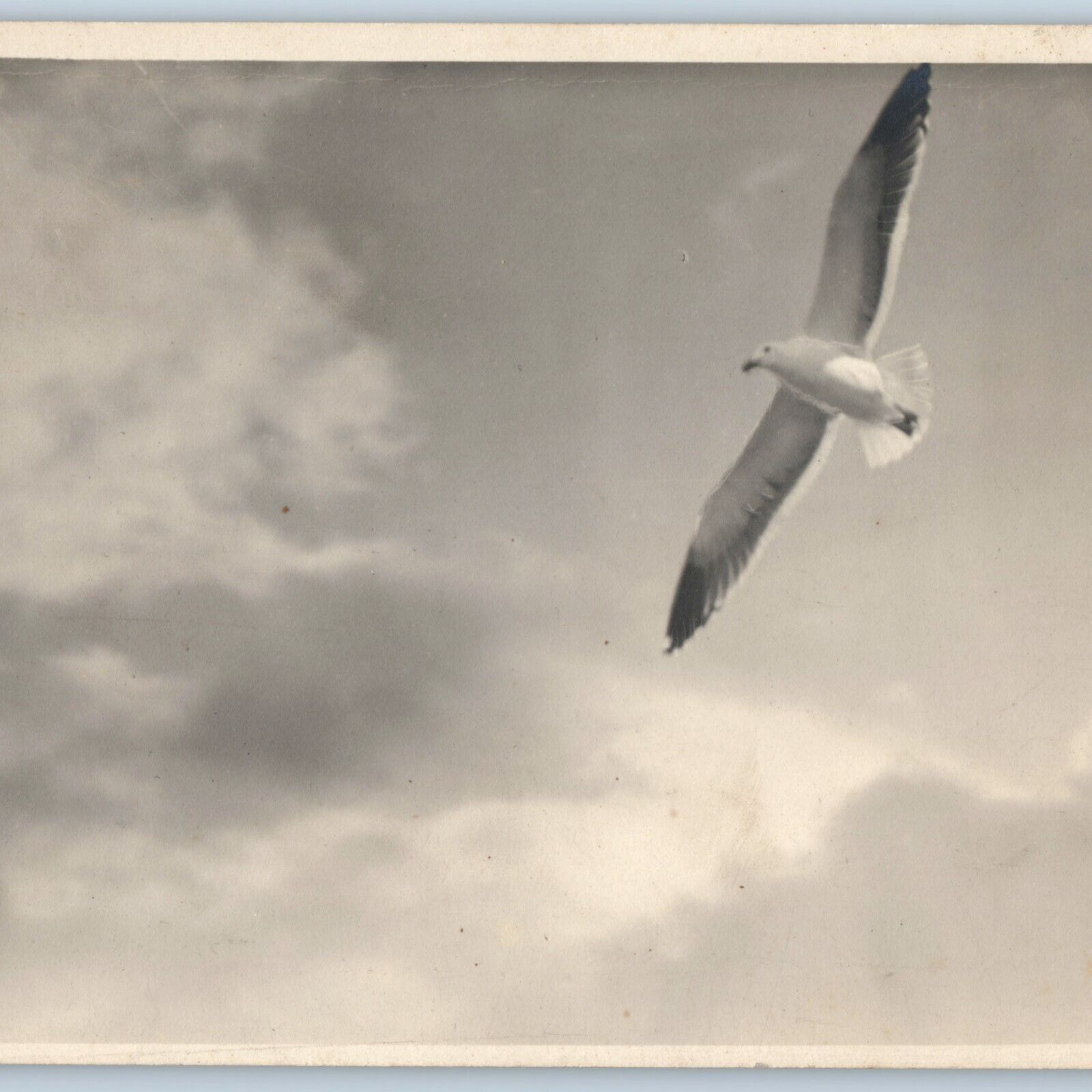 c1910s Beautiful Flying Bird Sky RPPC Skilled Talent Real Photography Dove A193