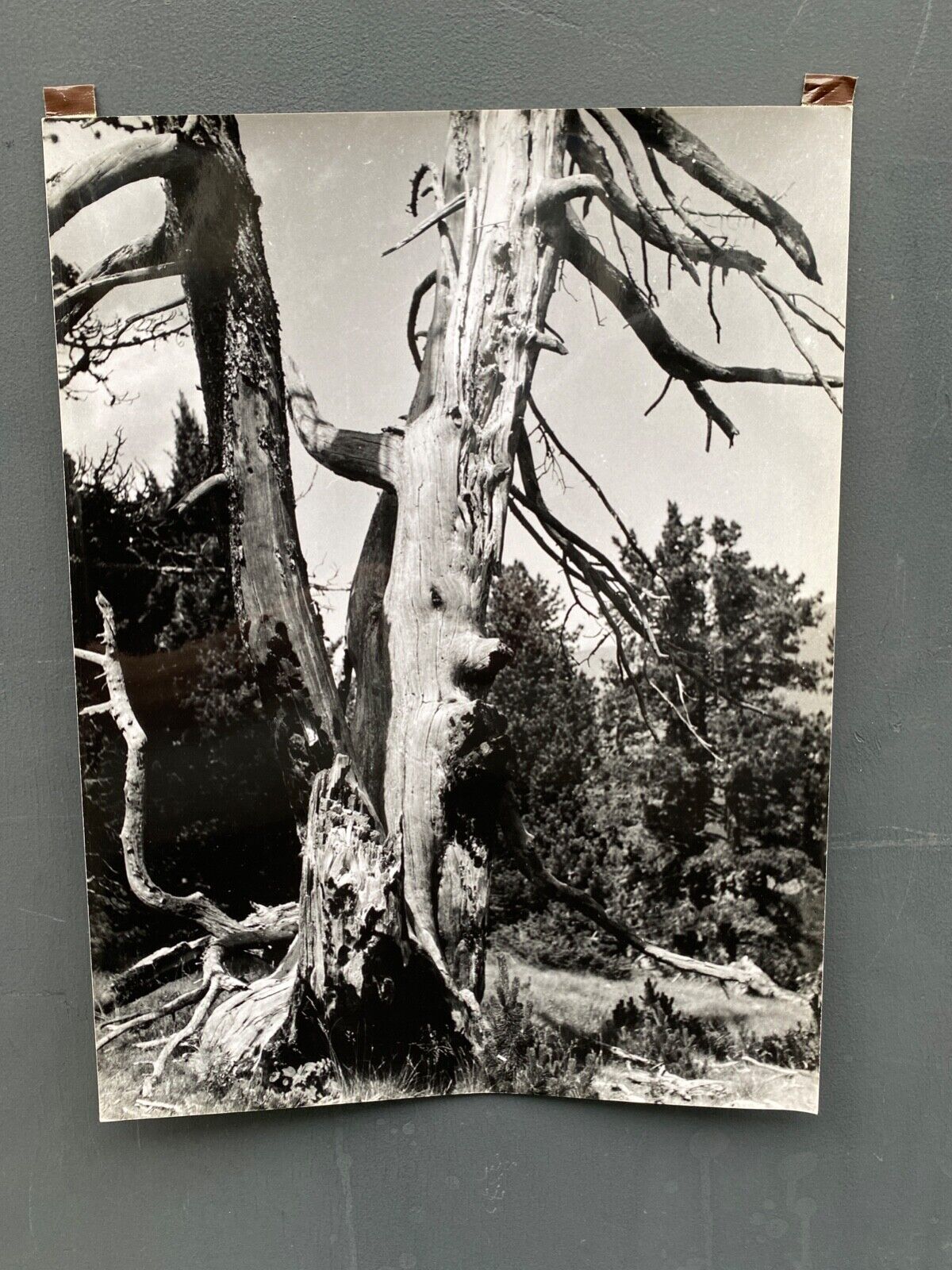 Bernard Darot Film Photograph Ramure of a Dead Tree XXe M1480
