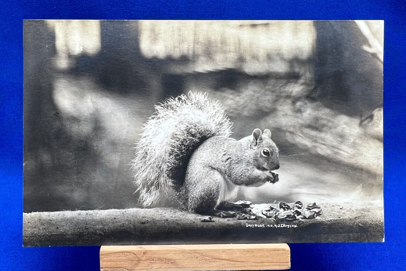 RPPC Real Photo Squirrel Eating Nuts J.J. Boysen 1910 Antique Postcard Unposted