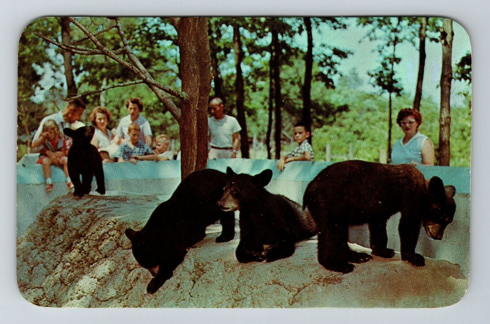 Coloma MI-Michigan, Deer Forest, Paw Paw Lake, Black Bears, Vintage Postcard