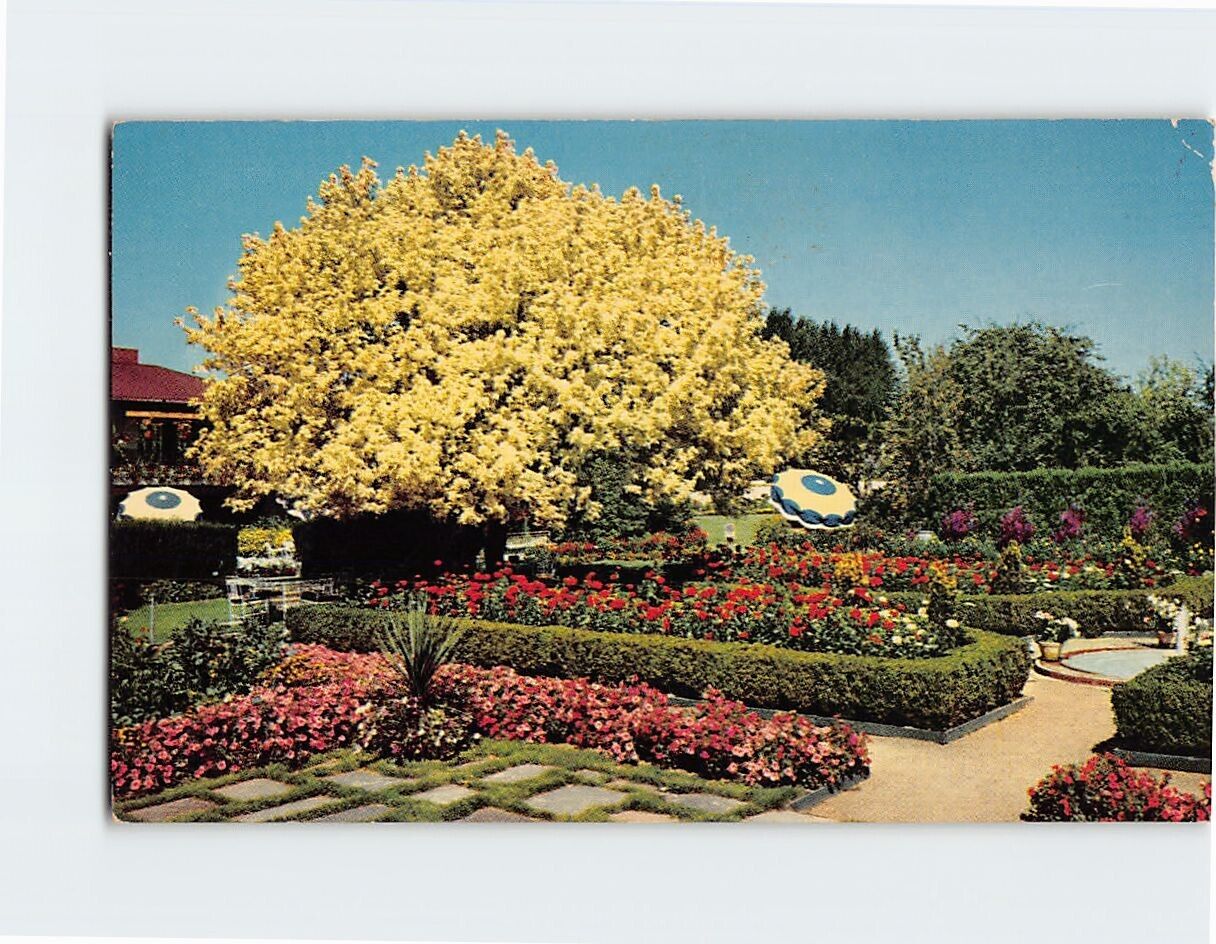 Postcard Spanish Garden & Ghost Tree Lambert Gardens Portland Oregon USA