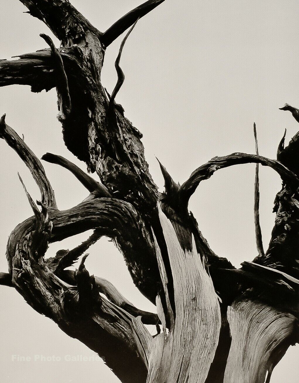 1948/72 ANSEL ADAMS Vintage Dead Tree Branch Wood Detail Duotone Photo Art 11X14