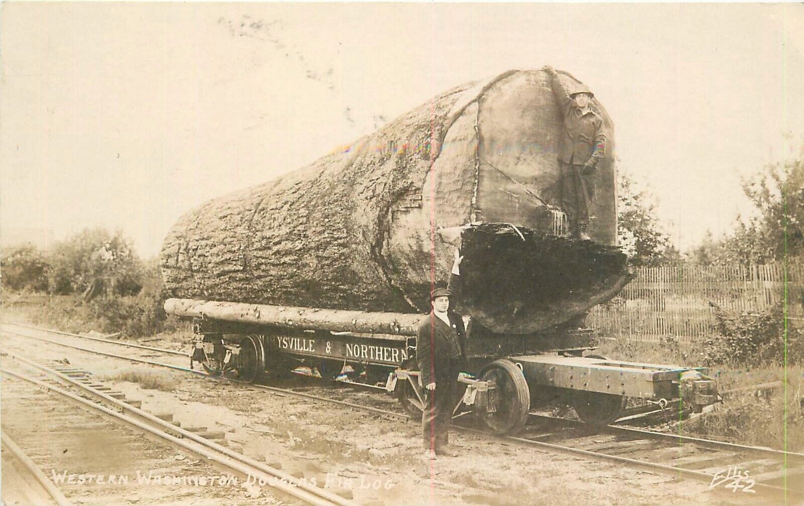 Postcard RPPC C-1910 Logging Lumber Washington Douglas Fur railroad 23-12924
