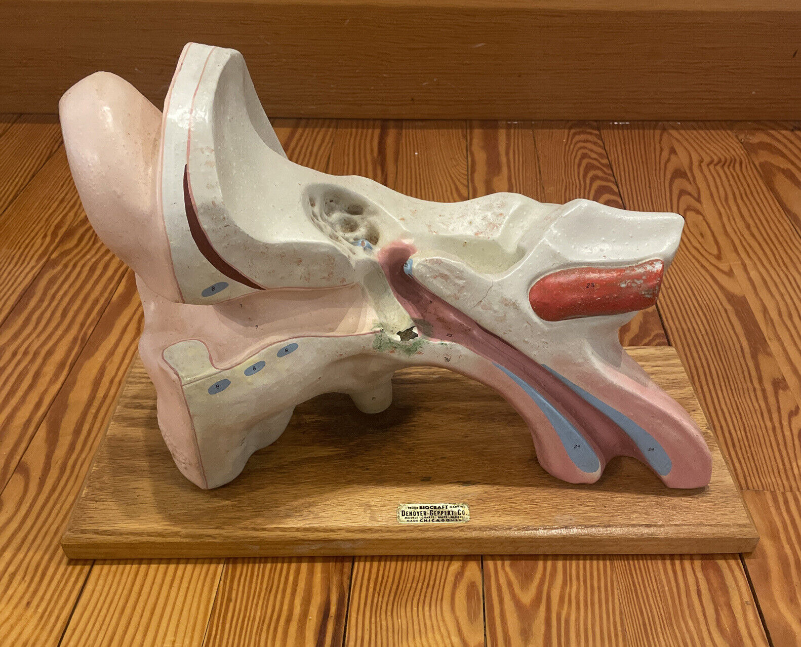 Vintage Anatomical Human Ear Model Denoyer-Geppert Medical School Hand-Painted