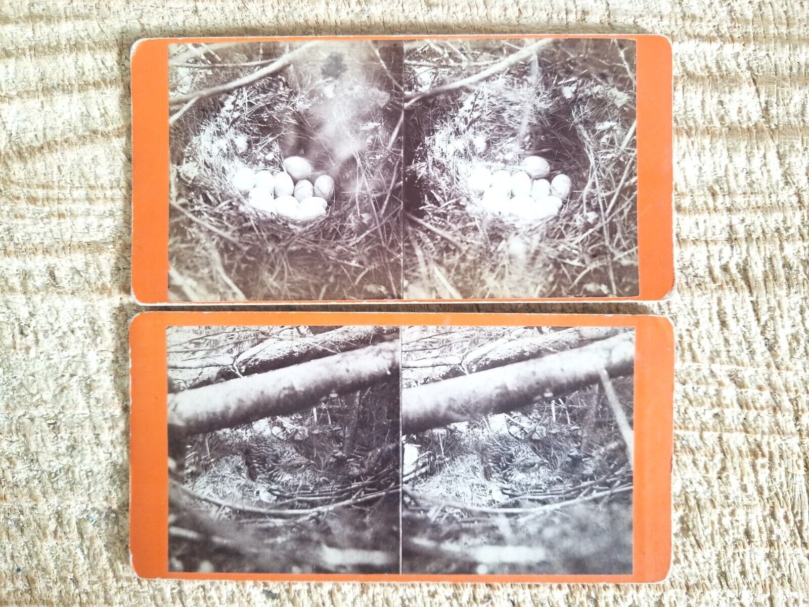 TWO VINTAGE STEREOVIEW OF BIRD\'S NEST.WITH EGGS & BIRD