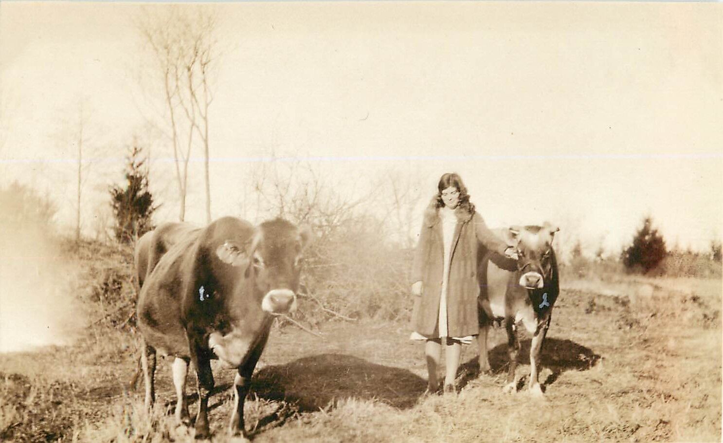 1930s RPPC Postcard; Young Woman & Jersey Dairy Cows, Unknown US Location