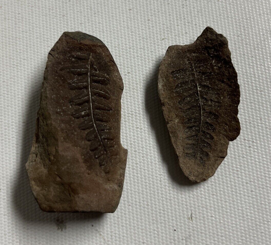 Fossil Fern Leaves Natural Mazon Creek Pennsylvanian Age Fern Fossil