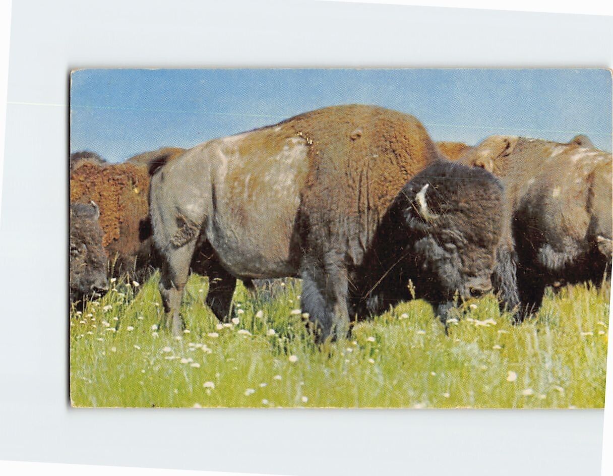 Postcard American Bisons