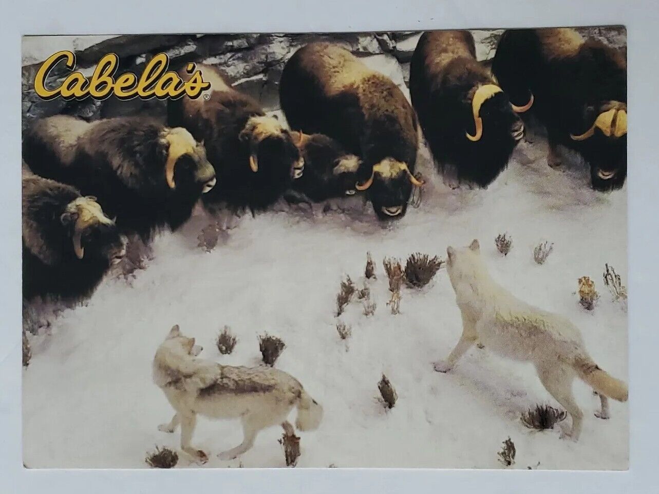 Postcard Cabela\'s Arctic Musk Ox Display Wolves Dundee Michigan USA 