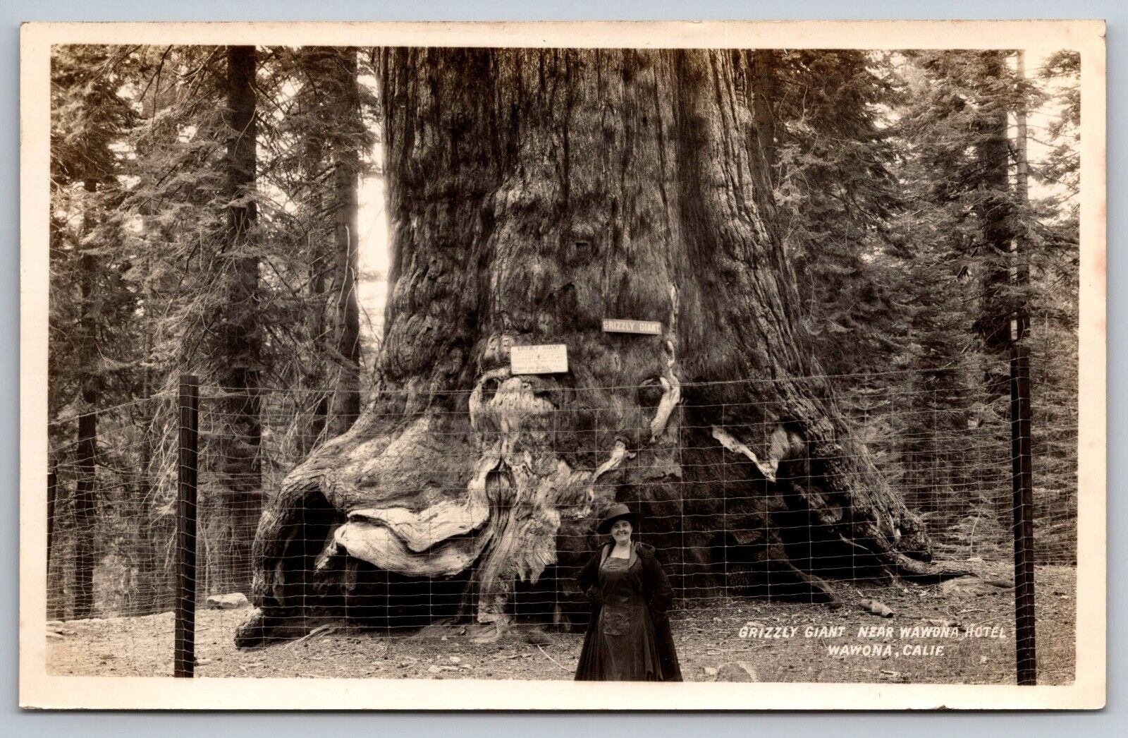 Grizzly Giant Sequoia Tree near Wawona Hotel California Real Photo Postcard RPPC