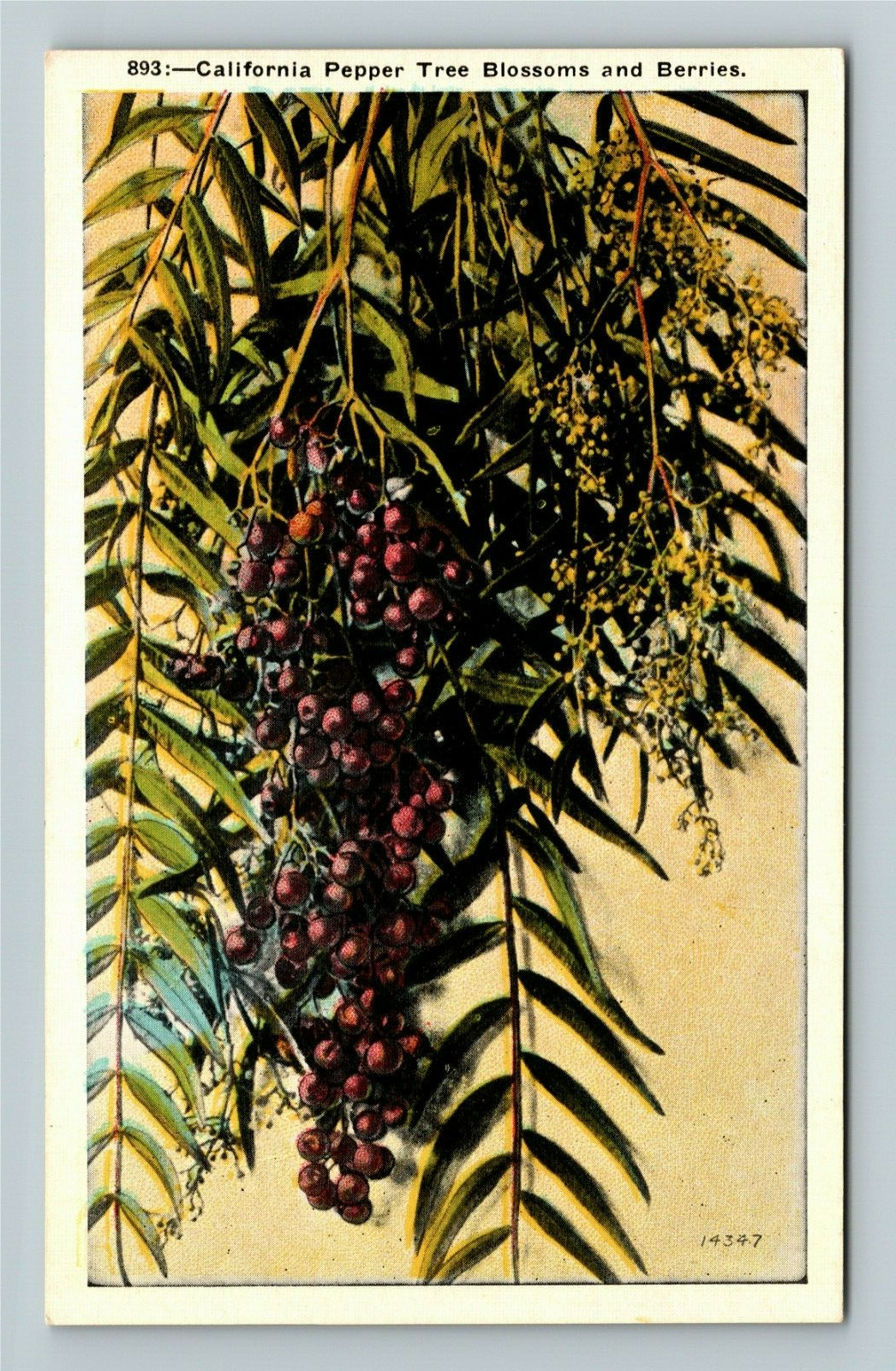 California, CALIFORNIA PEPPER TREE, BLOSSOMS AND BUDS, Vintage Postcard