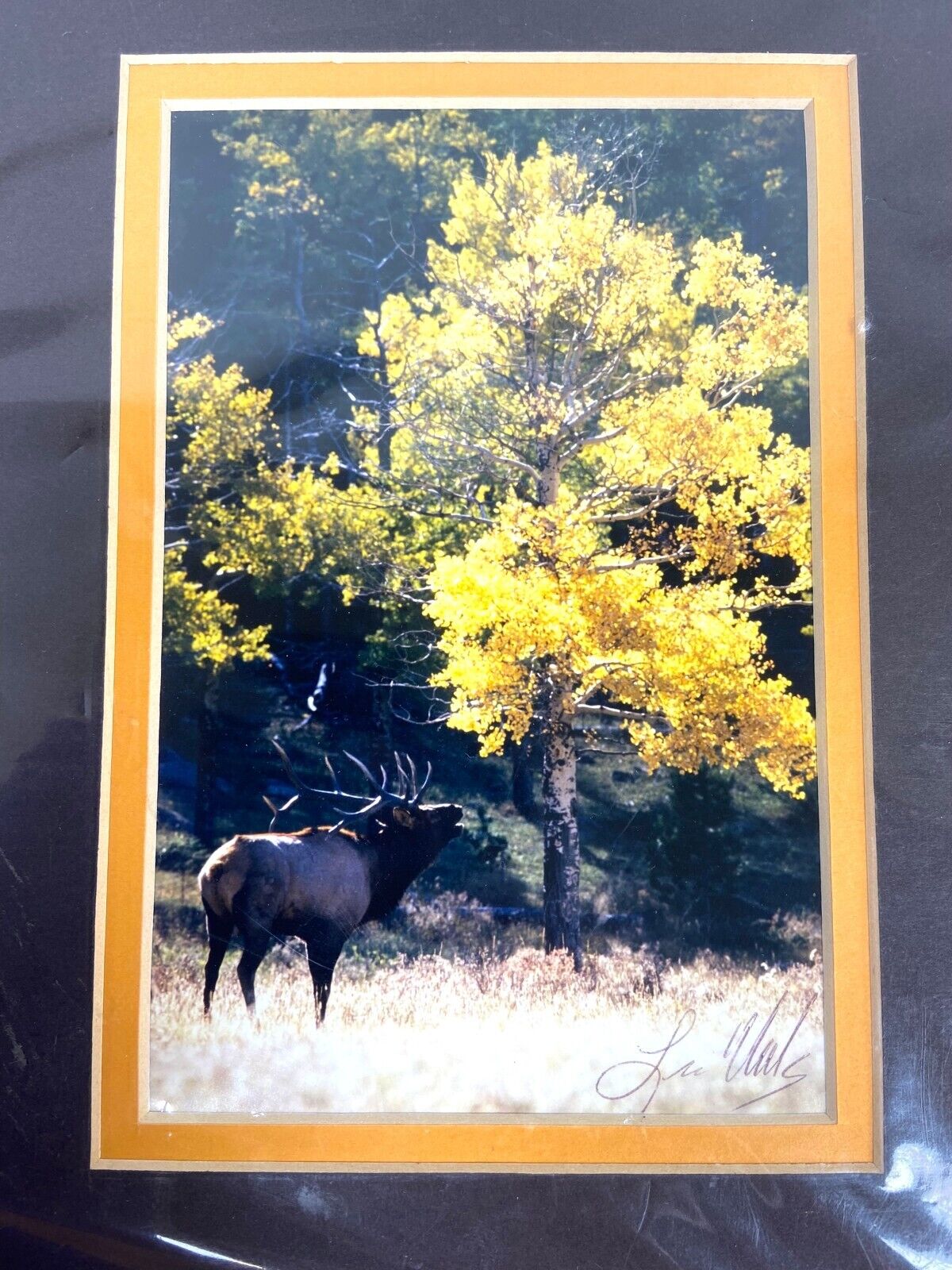 Original Les Voorhis Signed Photograph of Colorado Elk at Echo Lake