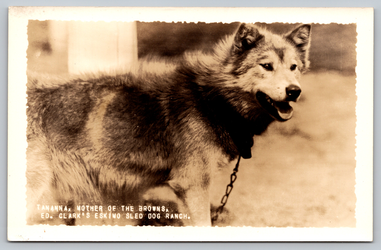 Postcard c1905 RPPC Tananna Mother of the Browns Ed Clarks Eskimo Sled Dog Ranch