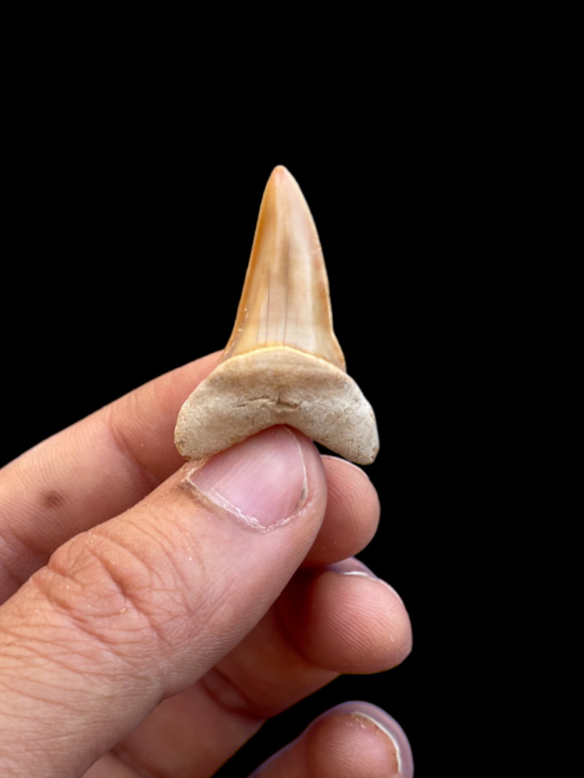 extra Rare Macrorhizodus falcatus Shark Tooth from Dakhla Morocco