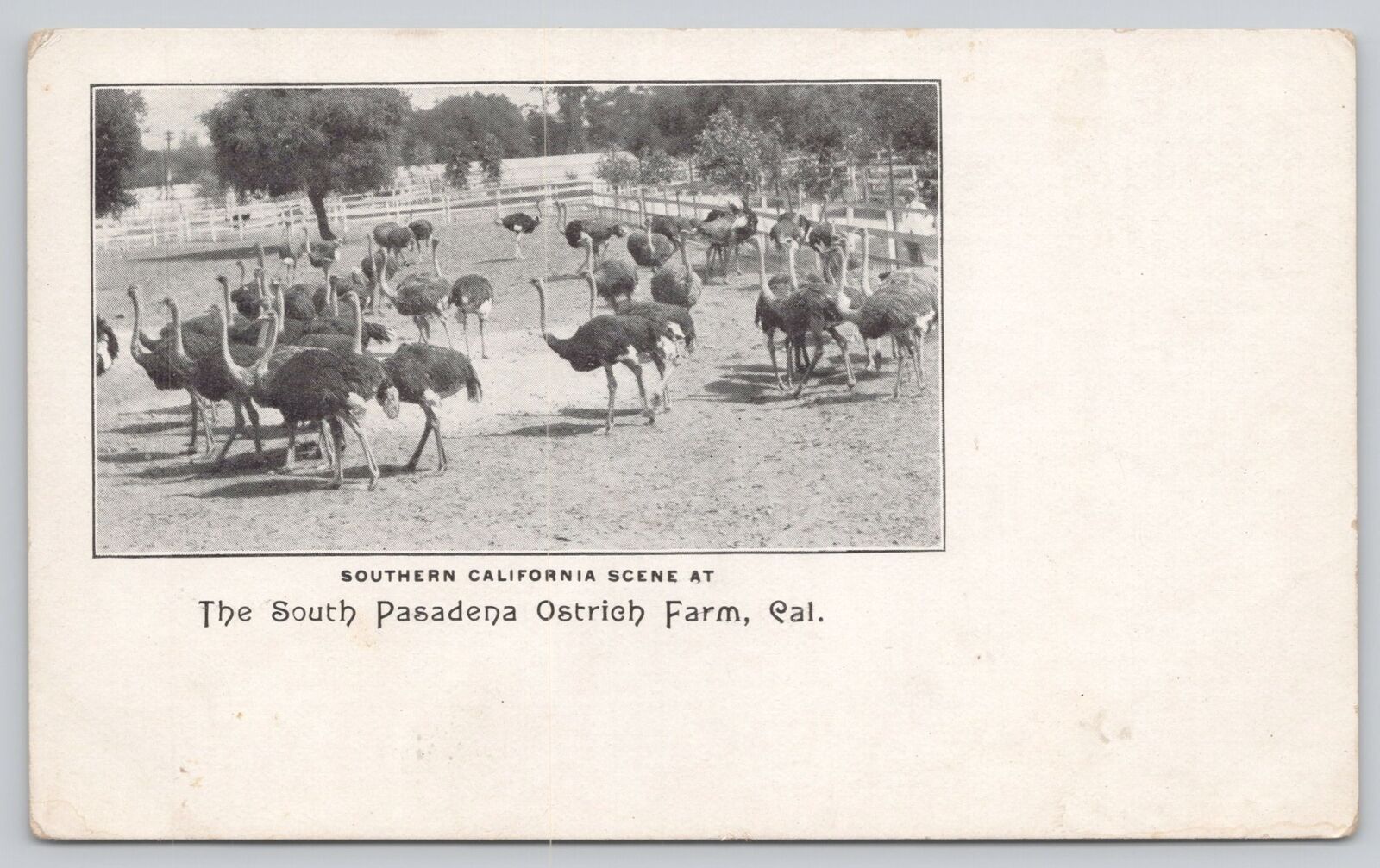 Private Mailing Card South Pasadena Ostrich Farm California