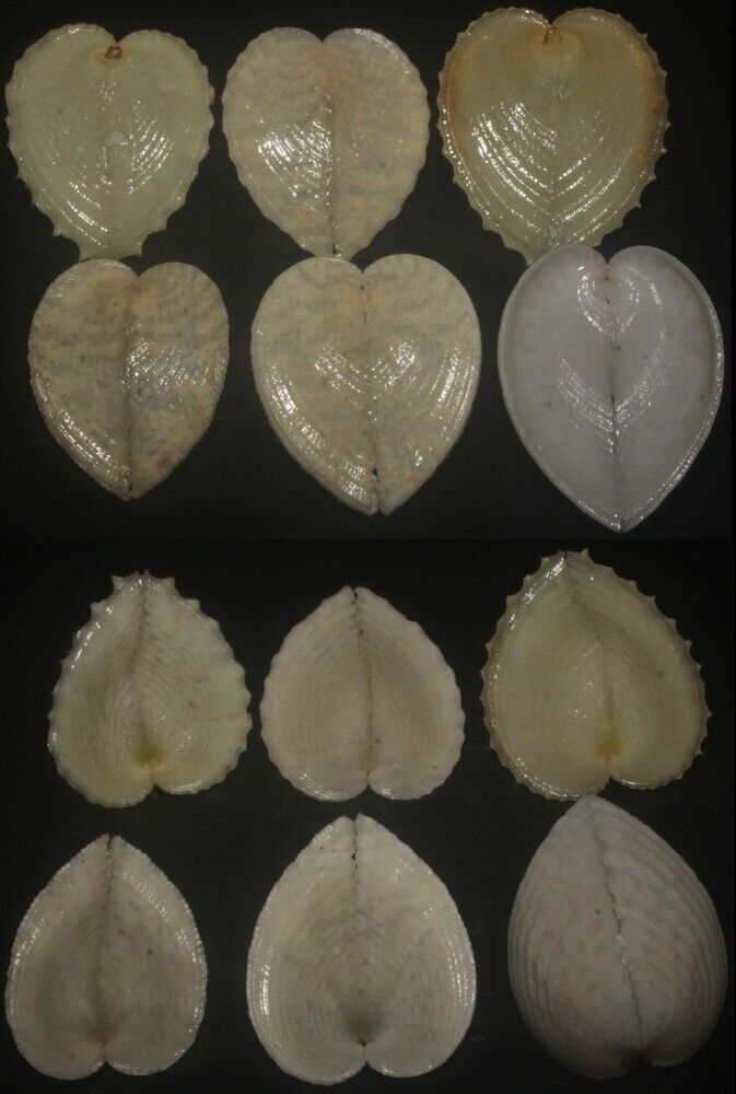Tonyshells Seashell Corculum cardissa SET OF 6 HEART COCKLE 25 - 30.5mm F+++/gem