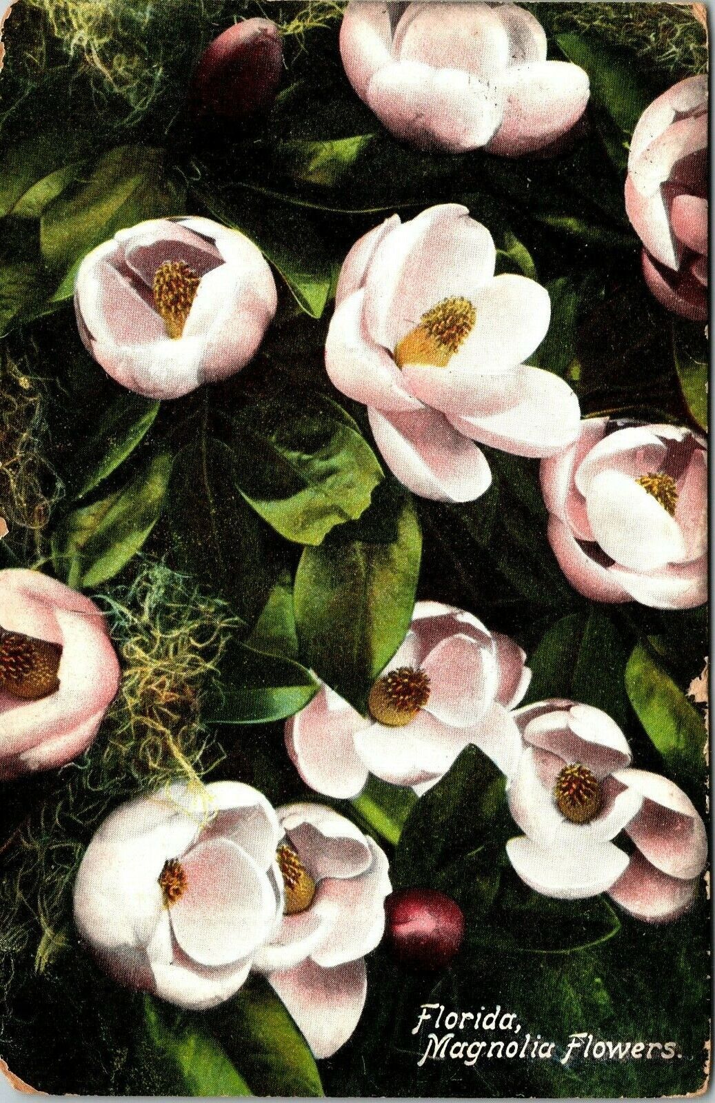 1910 Florida Magnolia Flower Posted Orlando Vintage Postcard