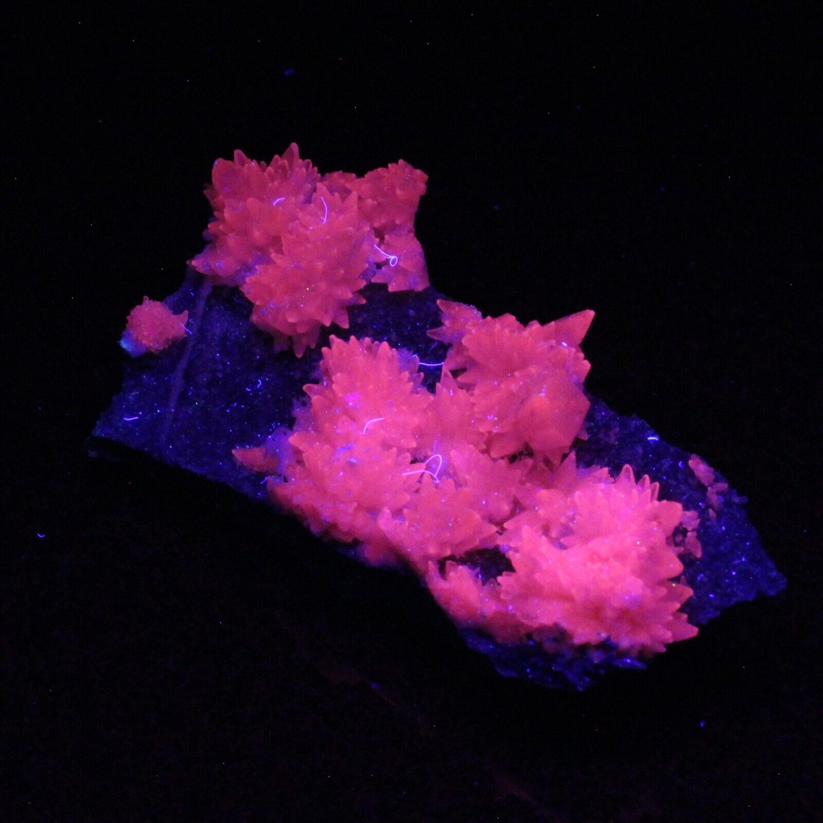 MANGANOAN CALCITE from LEE CO. N.C. TOP DRAWER HIGHLY FLUORESCENT #4404