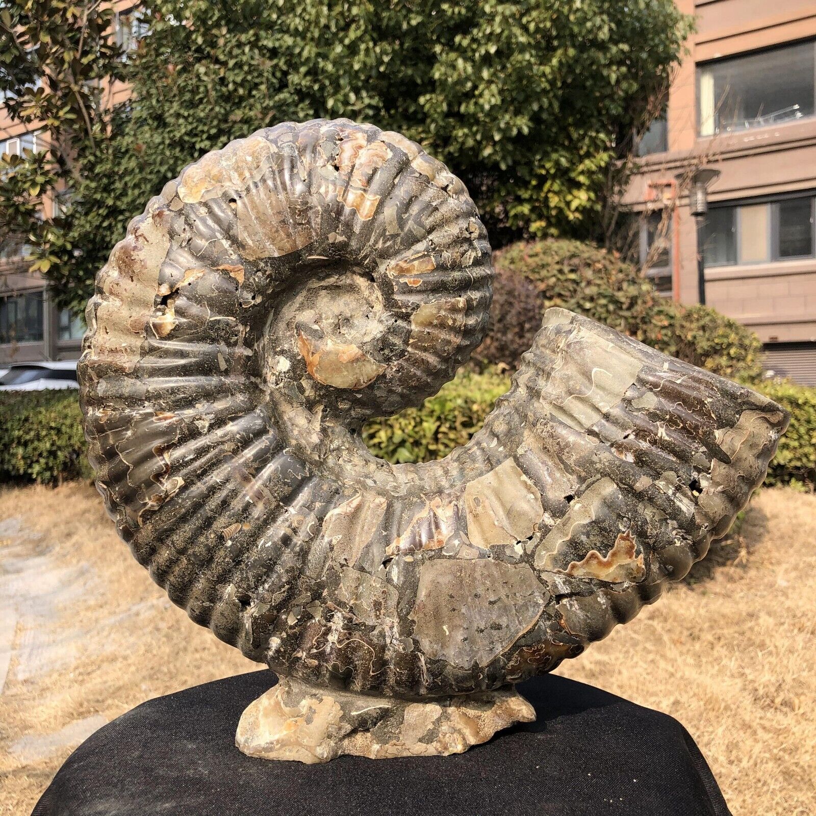 18.76LB  Natural Large Beautiful Ammonite Fossil Conch Crystal Specimen Healing