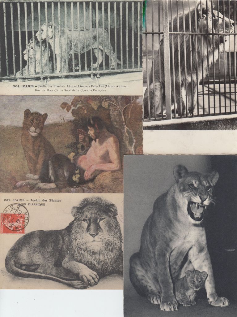 Vintage LIONS 72 ANIMALS Postcards Pre-1940 (L3612)