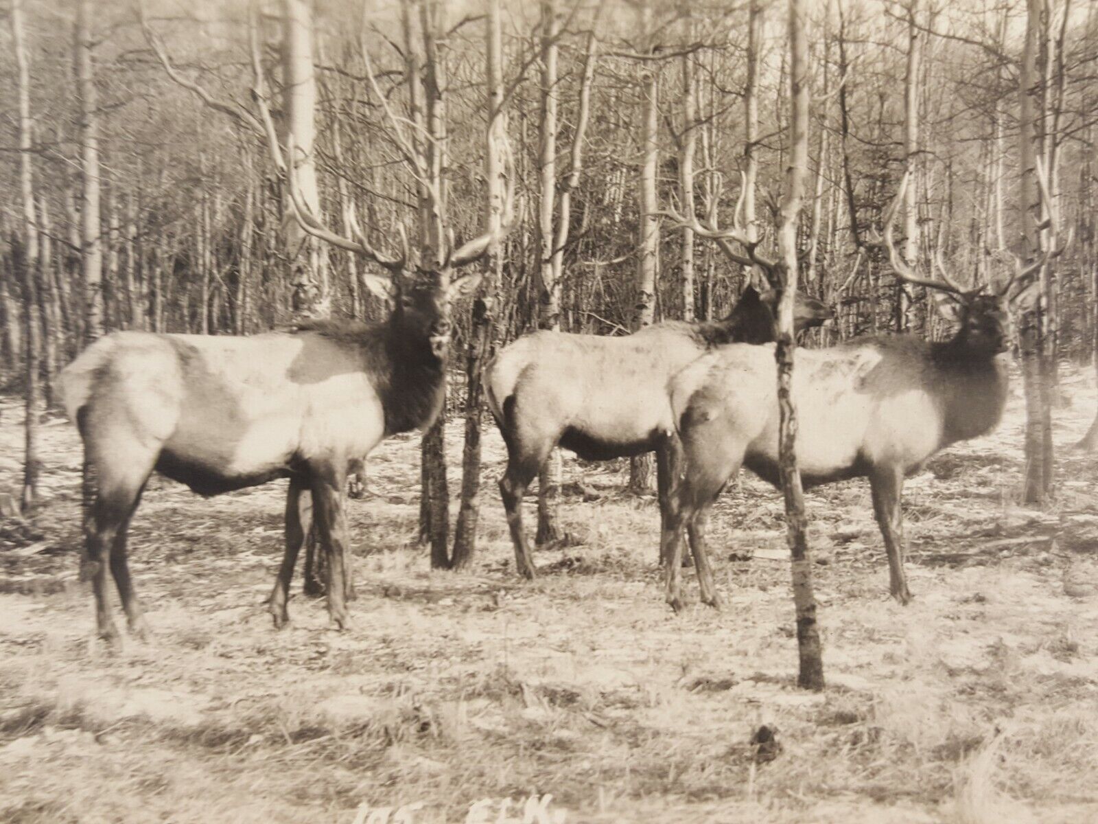 Vintage RPPC Canadian Pacific Railway Co Postcard Elk Herd in Woods Banff Canada