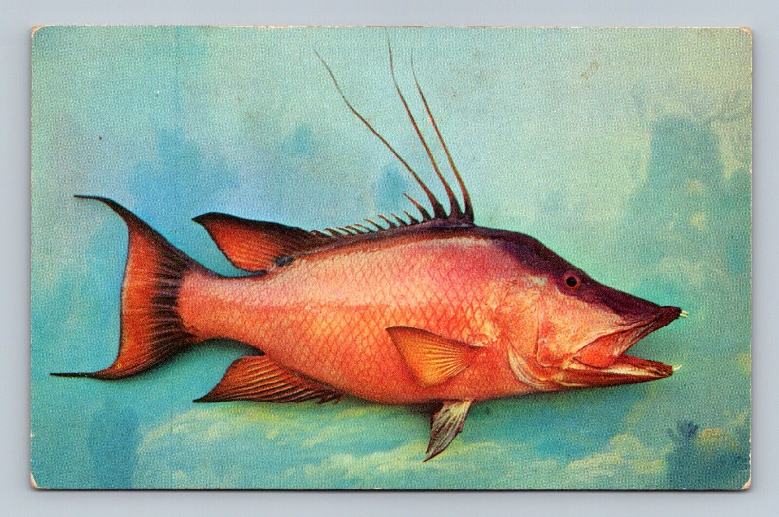Hog Fish Largest of the Wrasse\'s Fish Florida Chrome Postcard Al Pflueger