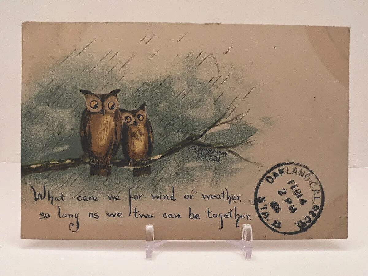 Vintage 1904 2 brown owls sitting on a big Branch Postcard 1906 W/ 1cent Stamped