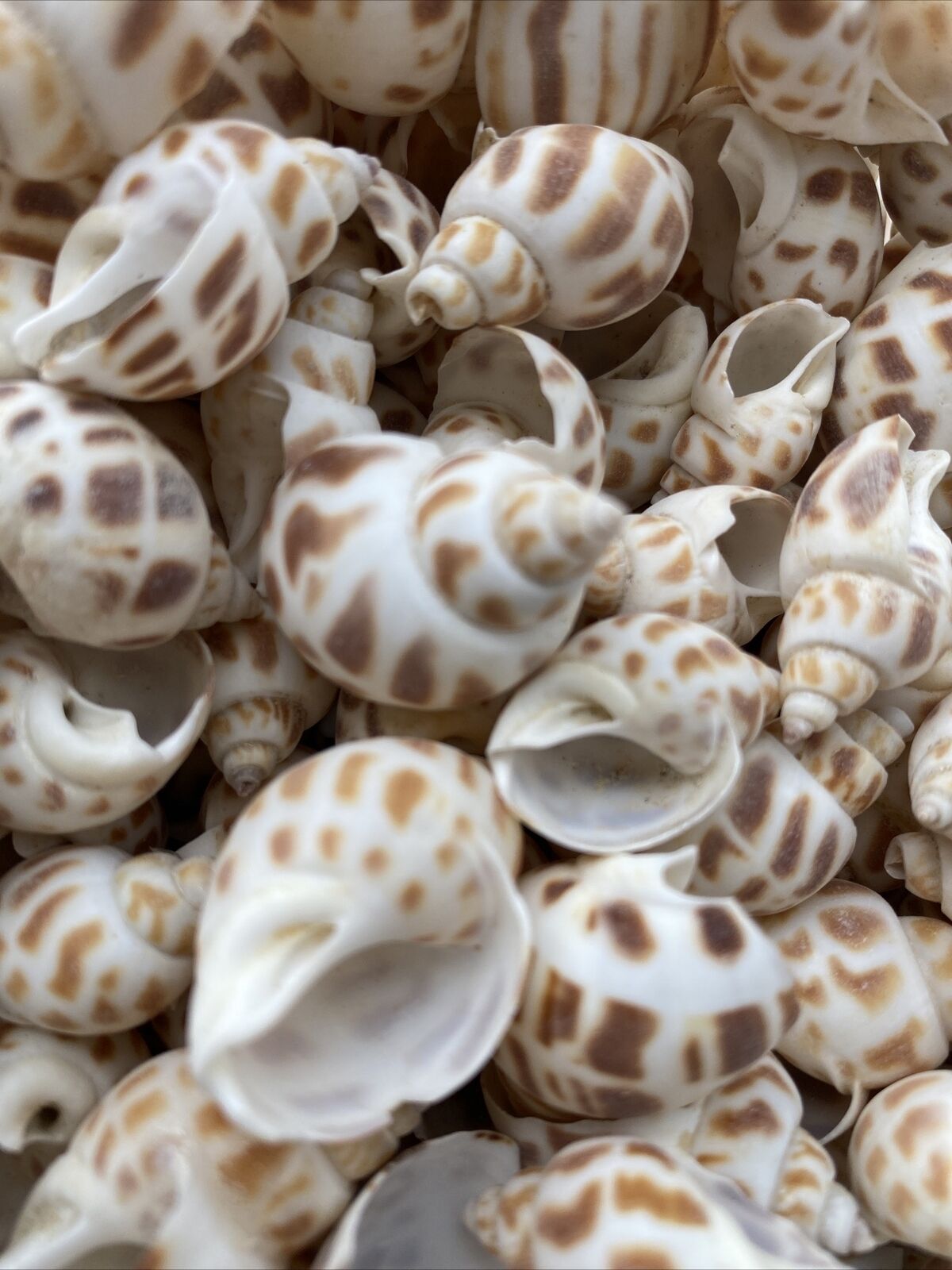 25 Beautiful Babylonia Areolata Shells 1 - 1 1/2\