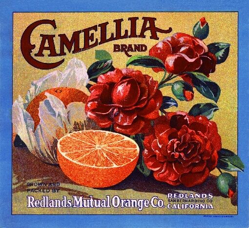 Redlands Camellia Version #6 Orange Citrus Fruit Crate Label Art Print