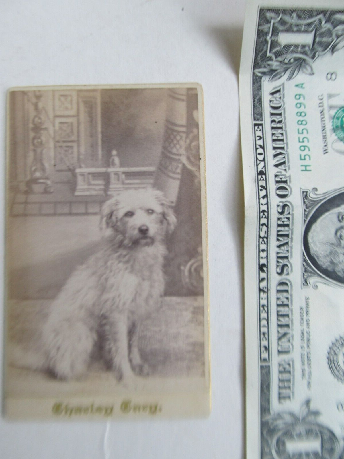 Rare Victorian Antique 1875 Carte de Visite, Large Furry Dog, Charley Cary, GIFT