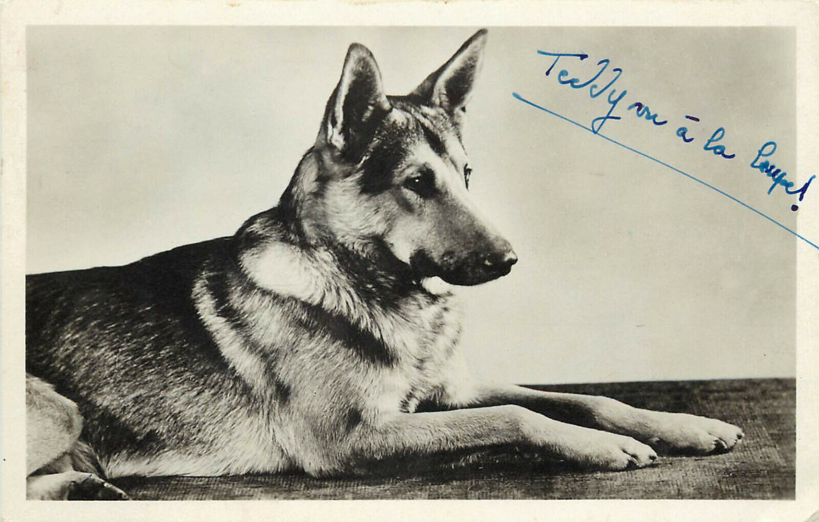 RPPC Postcard Belgian Malinois.or German Shepherd type Dog Named Teddy