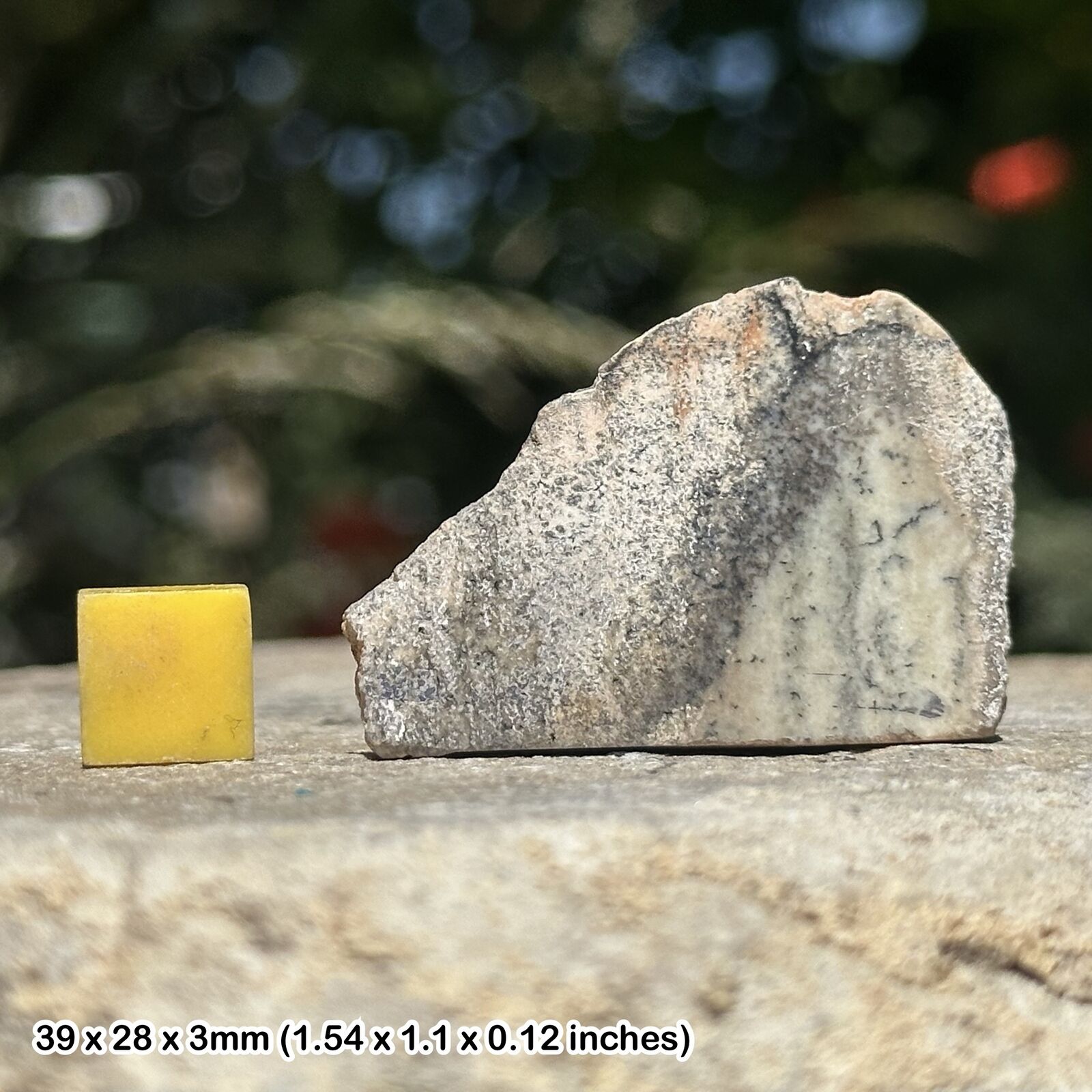 Stromatolite oldest fossil - 3.5 billion years old - genuine specimen