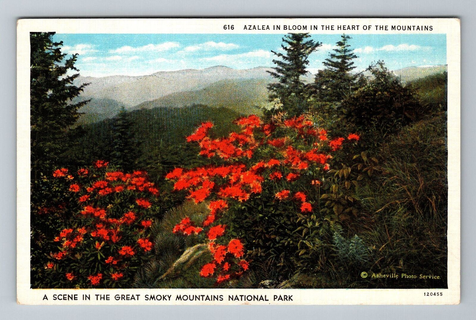 NC-North Carolina Azaleas Blooming Smoky Mountains Natl Park Vintage Postcard