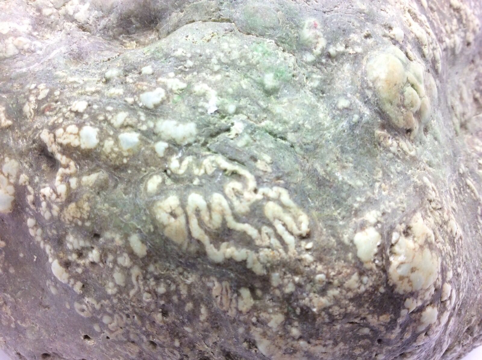 Botryoidal Nephrite Jade River Boulder Gem Stone Specimen Mendocino California