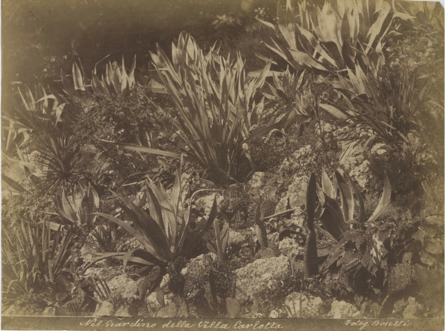 Bosetti, Italy, Como, Garden in the Villa Carlotta Vintage Albumen Print 