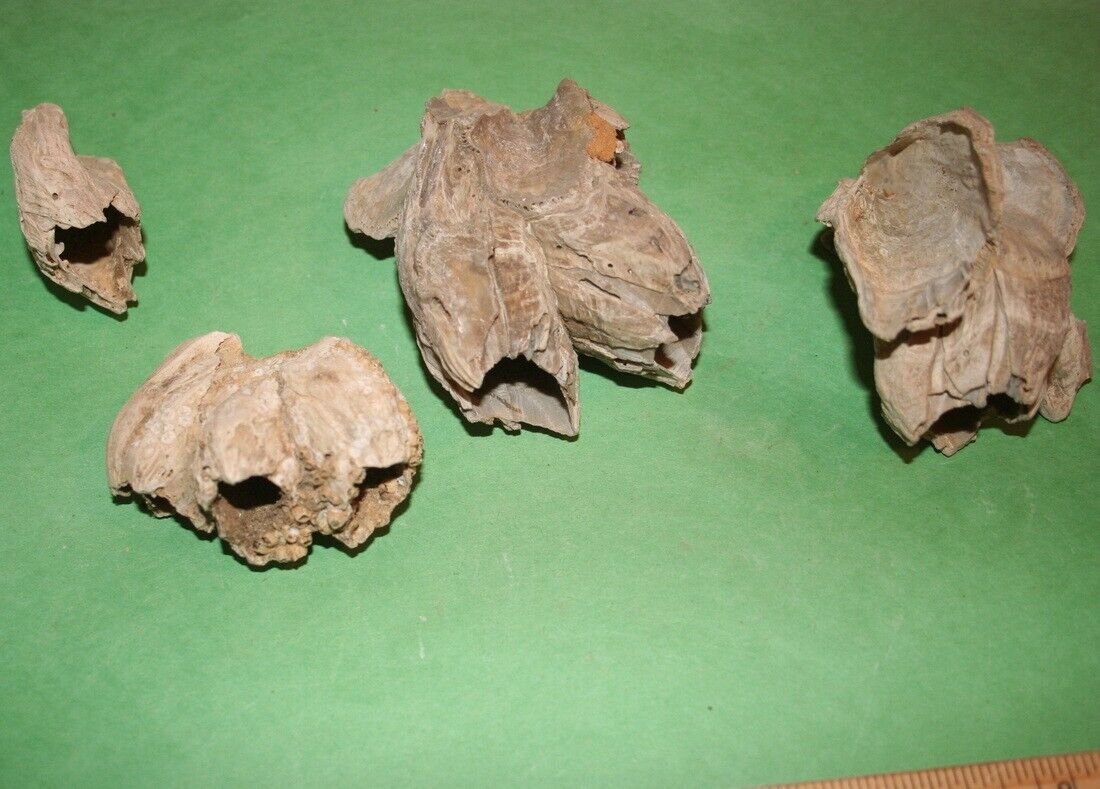 5 Balanus fossil barnacles from Virginia fossils Miocene age