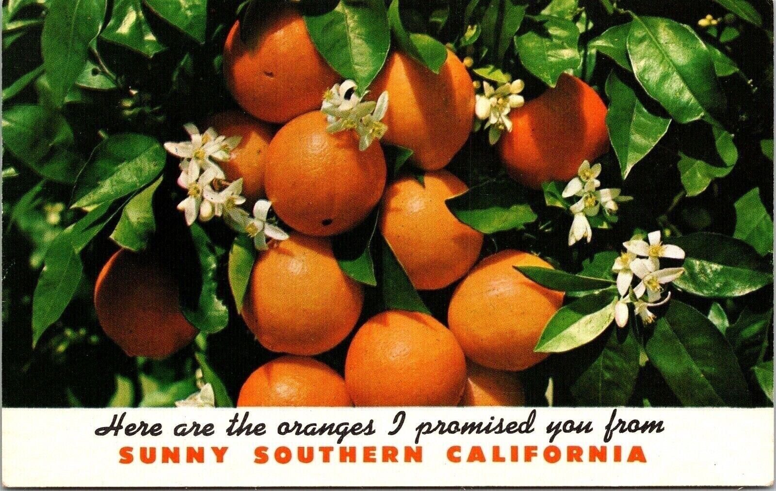 Oranges Southern California Postcard PM Anaheim CA Cancel WOB Note VTG 4c Stamp
