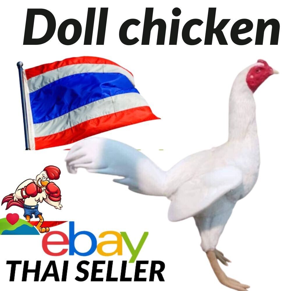 Doll Chicken Cock Training Sport Thai fabric Realistic Rooster white 