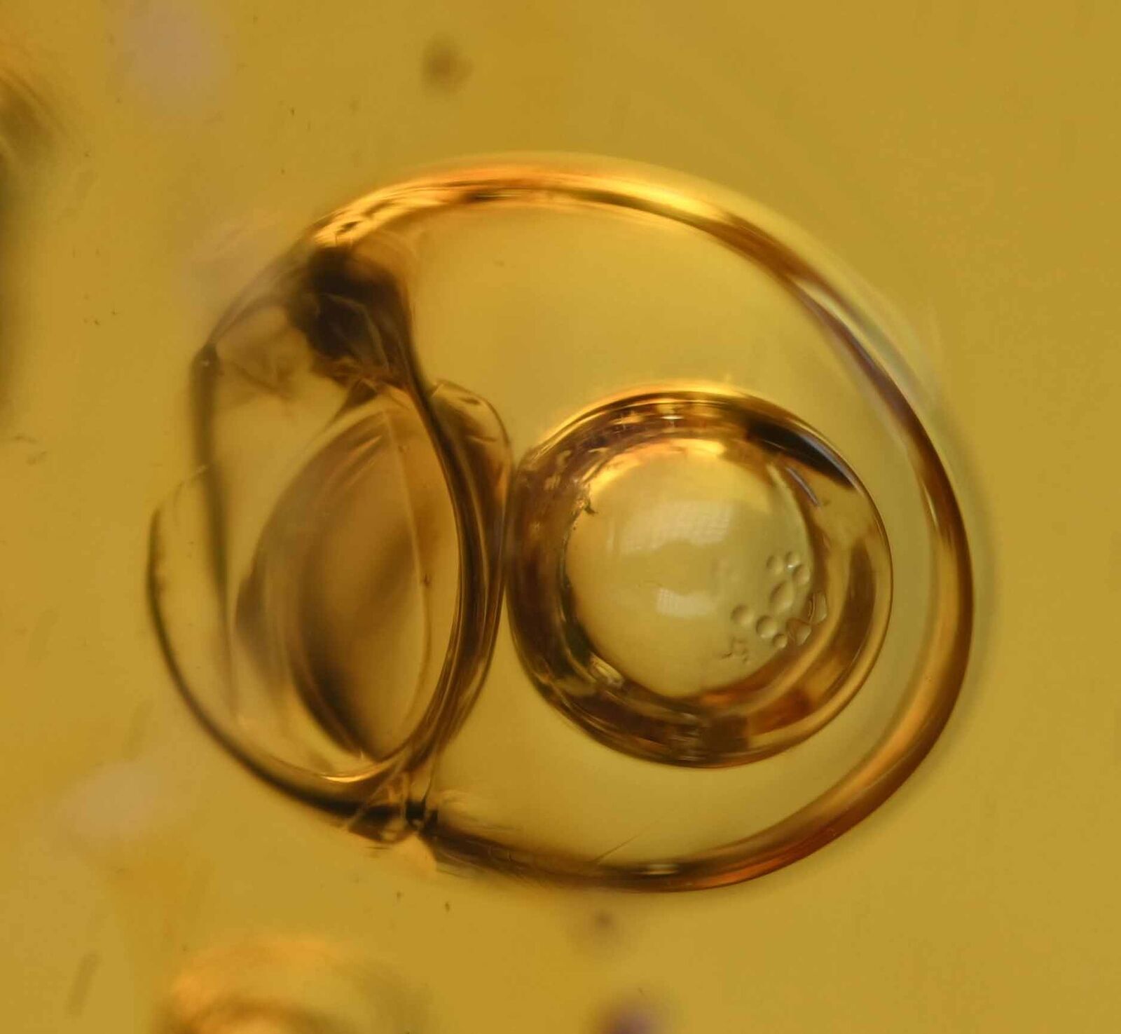 Rare Movable Enhydro Water Bubble, Fossil Inclusion in Dominican Amber