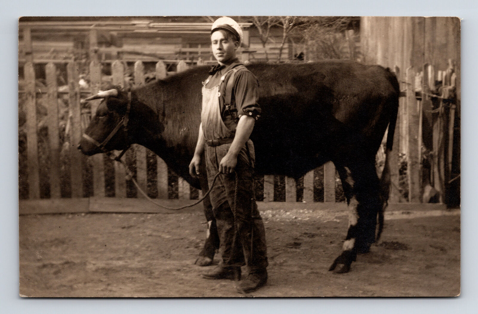 c1910 RPPC Portrait of Handsome Man Cattle Farmer with Bull Cow Postcard