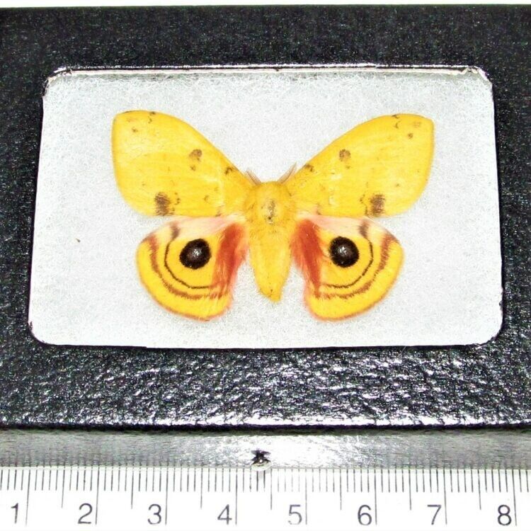 Automeris io yellow male saturn moth Indiana FRAMED